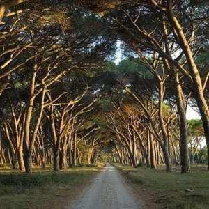 Mansarda * Tirrenia
